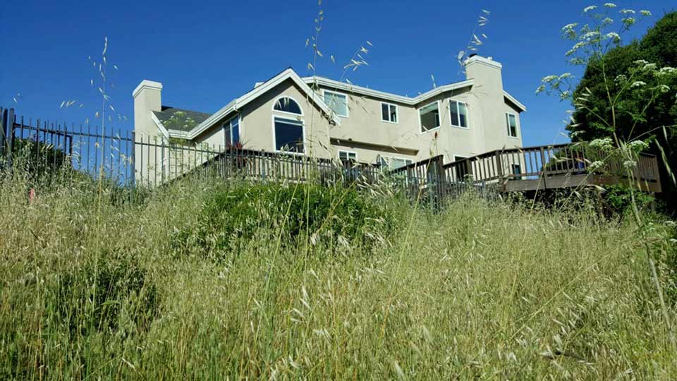 Brush covered land behind home before cleanup in Orinda, CA.