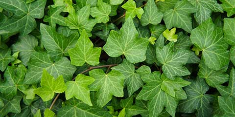 California ivy overgrowth up close near Oakland, CA.