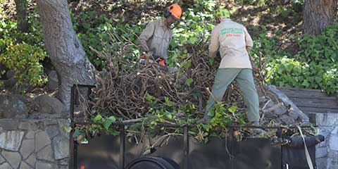 Loading brush and limbs on a trailer for removal in Piedmont, CA.