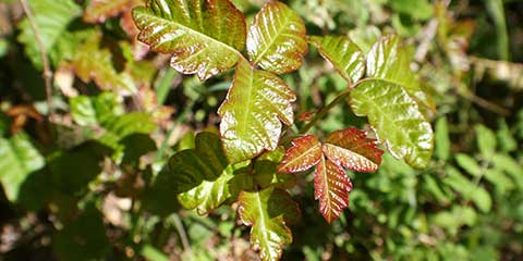 Poison oak overgrown on a lot in Moraga, CA.
