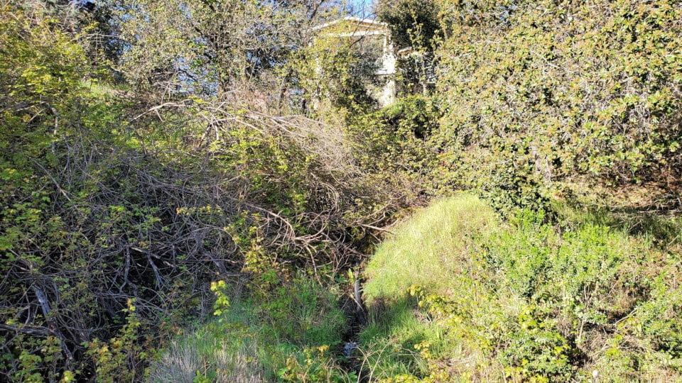 Heavy brush covered area behind home in California.