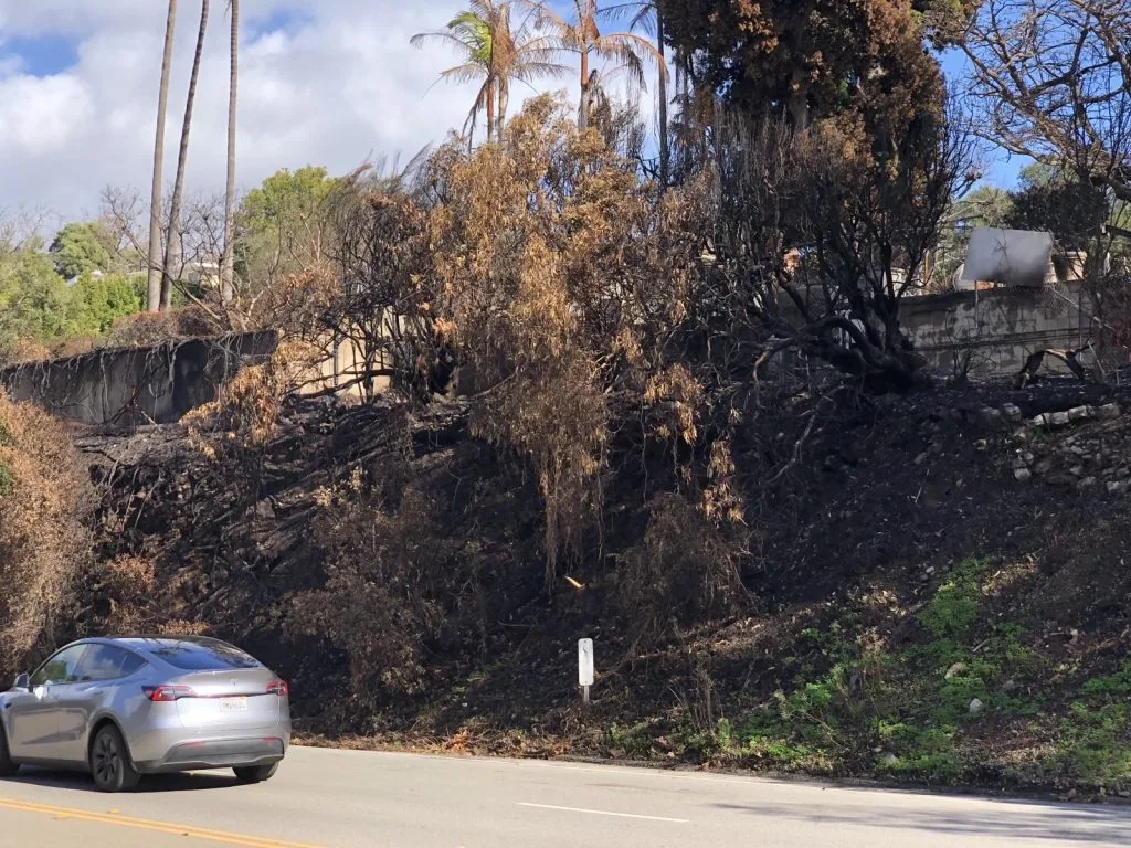 Roadside fire damage that should be cleared.