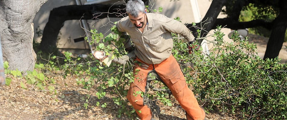 Technician haulting branches in the Danville–Alamo California area.
