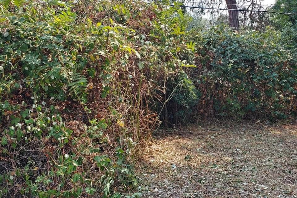 large brush before