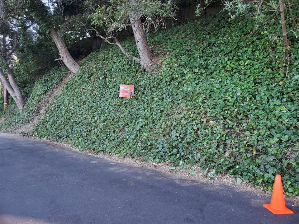 roadside brush clearing after